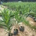 夹竹桃树苗盆栽四季常青树苗绿化苗木庭院树苗绿植植物柳叶桃