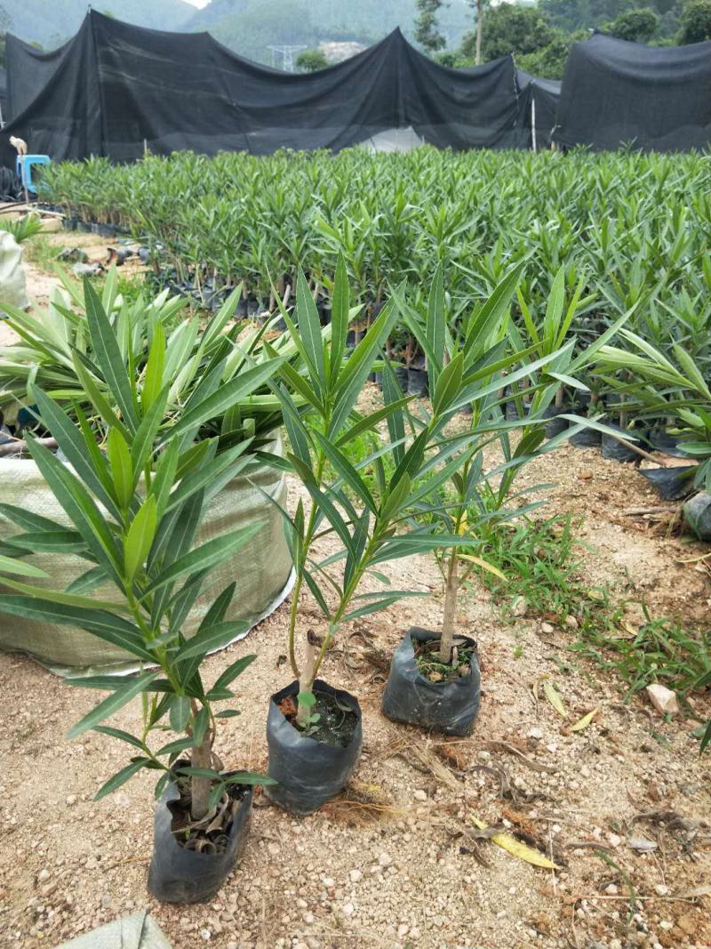 夹竹桃树苗盆栽四季常青树苗绿化苗木庭院树苗绿植植物柳叶桃