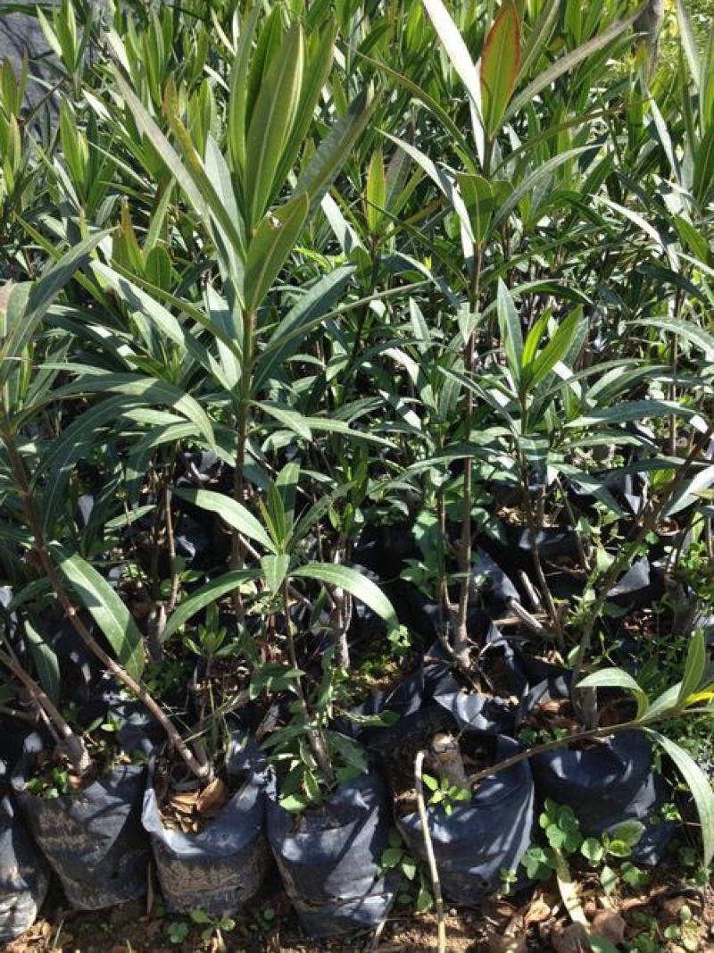 夹竹桃树苗盆栽四季常青树苗绿化苗木庭院树苗绿植植物柳叶桃