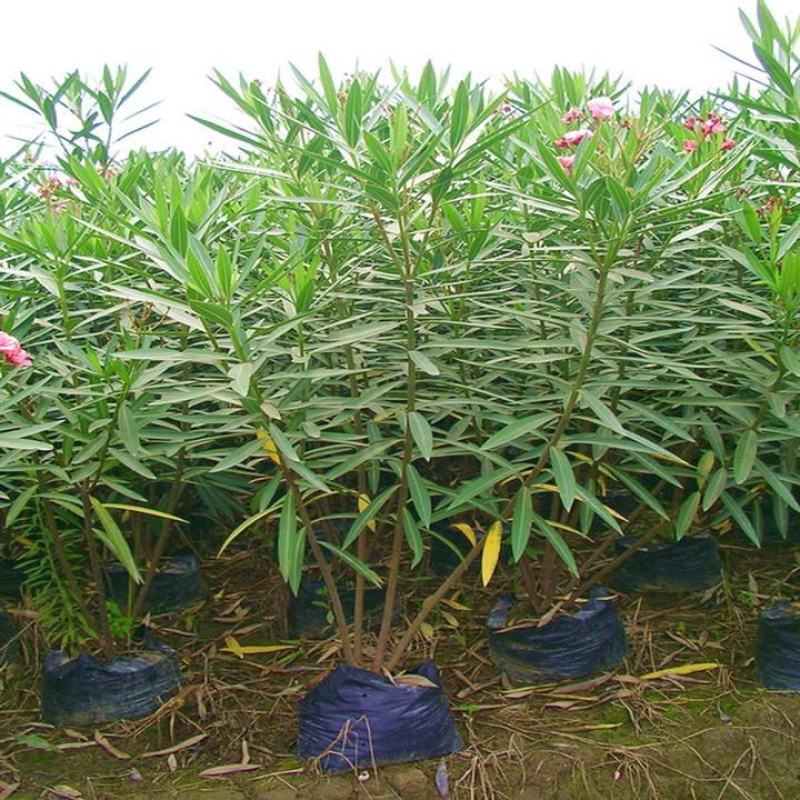 夹竹桃树苗盆栽四季常青树苗绿化苗木庭院树苗绿植植物柳叶桃