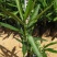 夹竹桃树苗盆栽四季常青树苗绿化苗木庭院树苗绿植植物柳叶桃