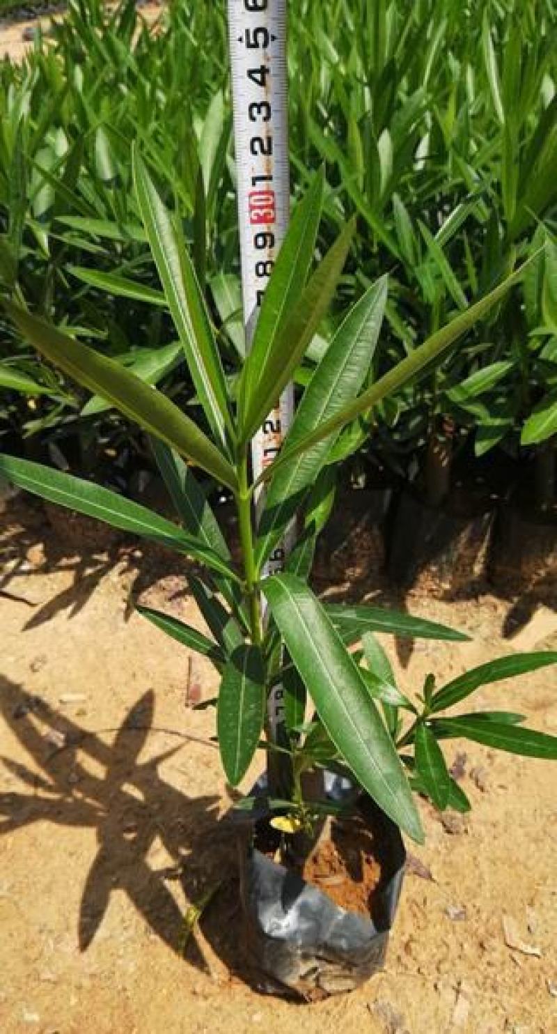 夹竹桃树苗盆栽四季常青树苗绿化苗木庭院树苗绿植植物柳叶桃