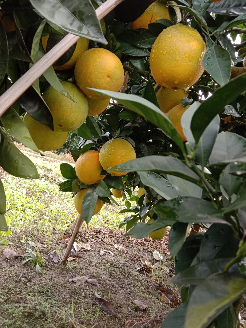 新宁县华脐7904脐橙大量供应