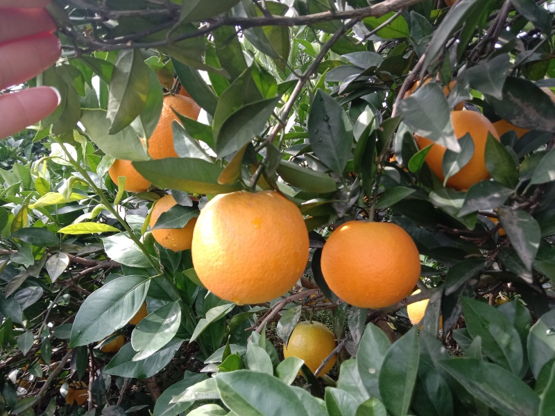 橙子湖南新宁7904耐储存