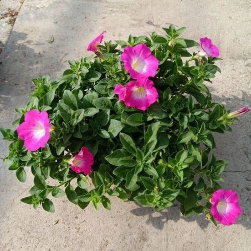 百万小玲盆栽舞春花矮牵牛花卉阳台庭院垂吊开花植物四季花苗