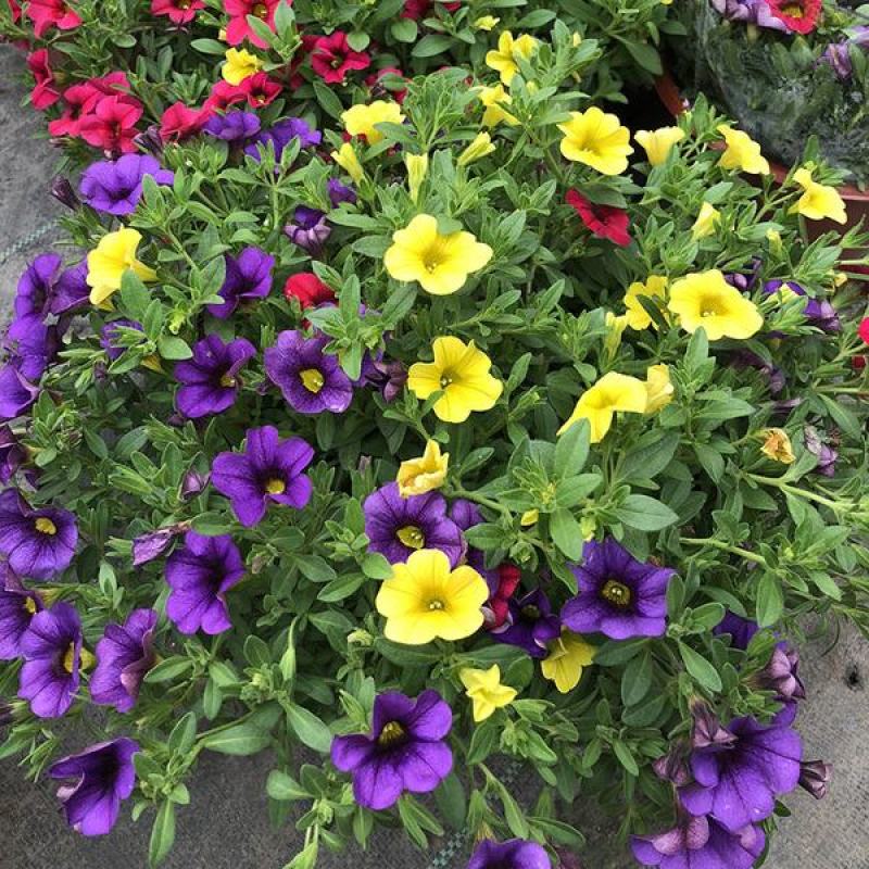 百万小玲盆栽舞春花矮牵牛花卉阳台庭院垂吊开花植物四季花苗