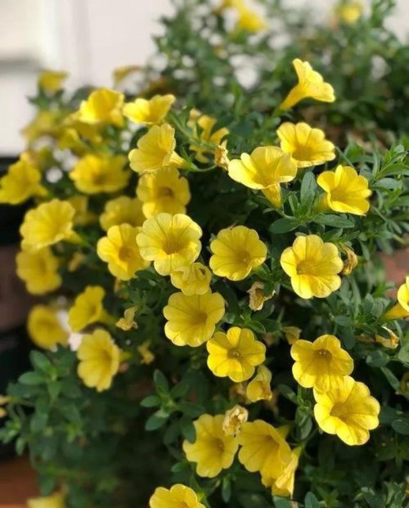 百万小玲盆栽舞春花矮牵牛花卉阳台庭院垂吊开花植物四季花苗