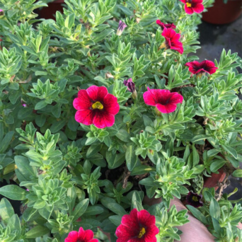 百万小玲盆栽舞春花矮牵牛花卉阳台庭院垂吊开花植物四季花苗