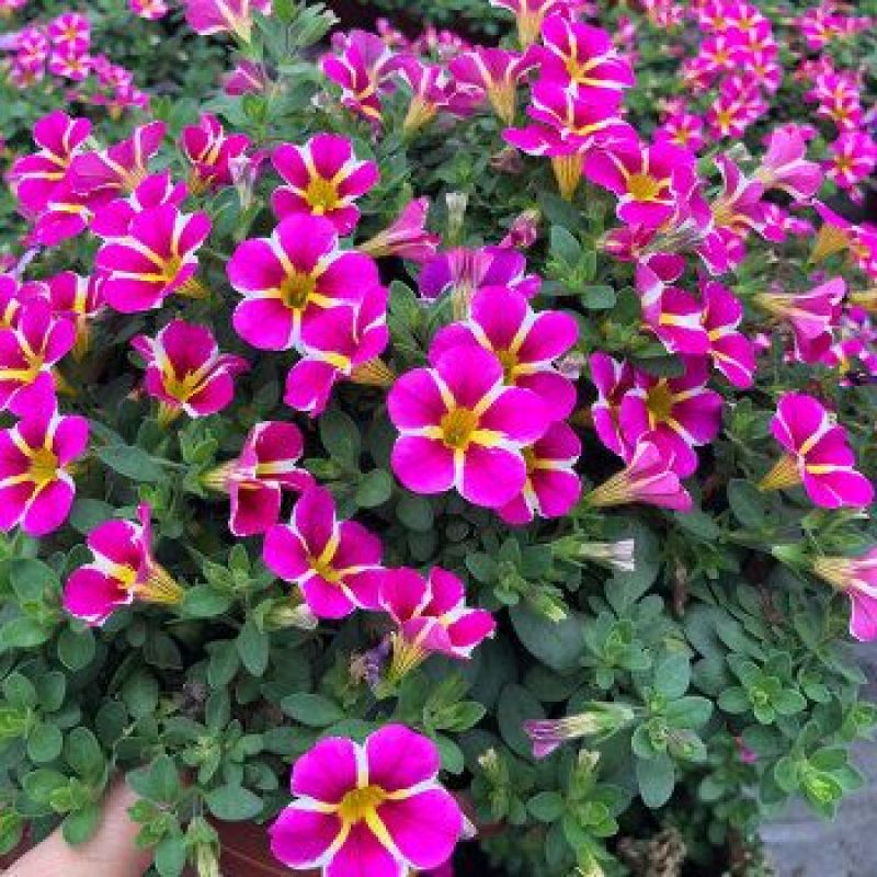 百万小玲盆栽舞春花矮牵牛花卉阳台庭院垂吊开花植物四季花苗