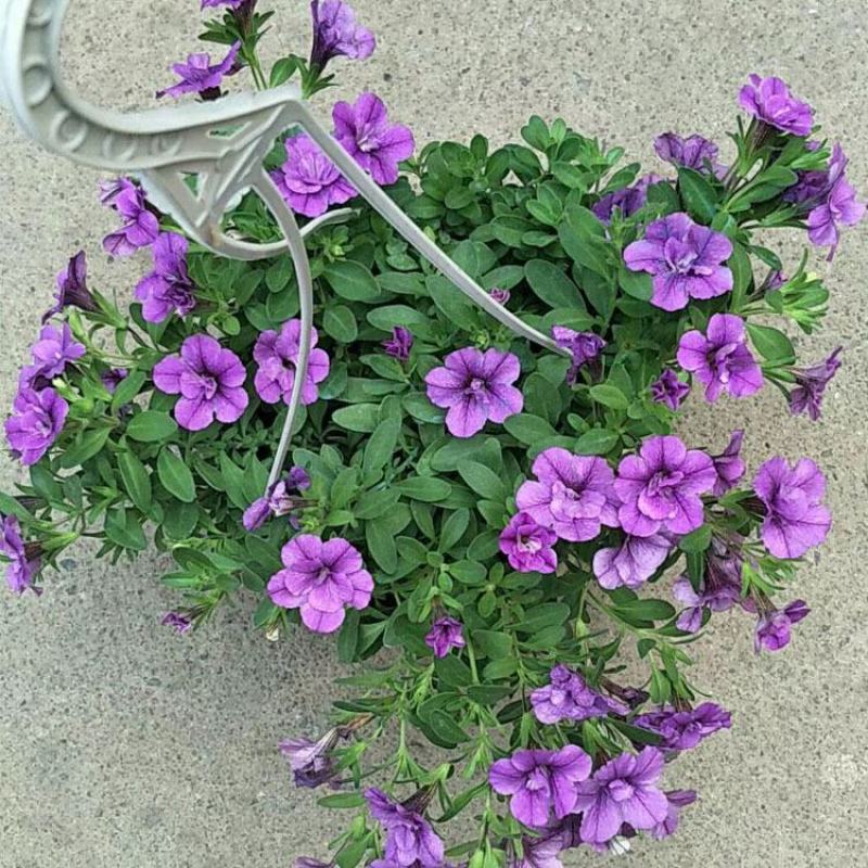 百万小玲盆栽舞春花矮牵牛花卉阳台庭院垂吊开花植物四季花苗