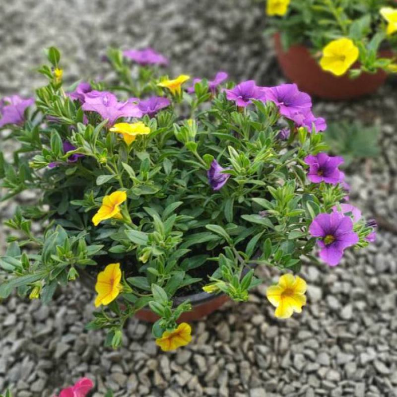 百万小玲盆栽舞春花矮牵牛花卉阳台庭院垂吊开花植物四季花苗
