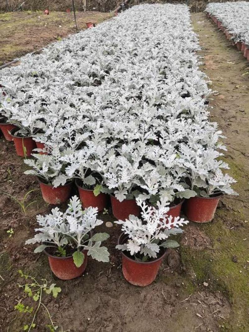 银叶菊盆栽花苗雪叶菊冬季庭院耐寒绿化植物芙蓉菊多年生