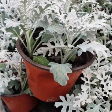 银叶菊盆栽花苗雪叶菊冬季庭院耐寒绿化植物芙蓉菊多年生