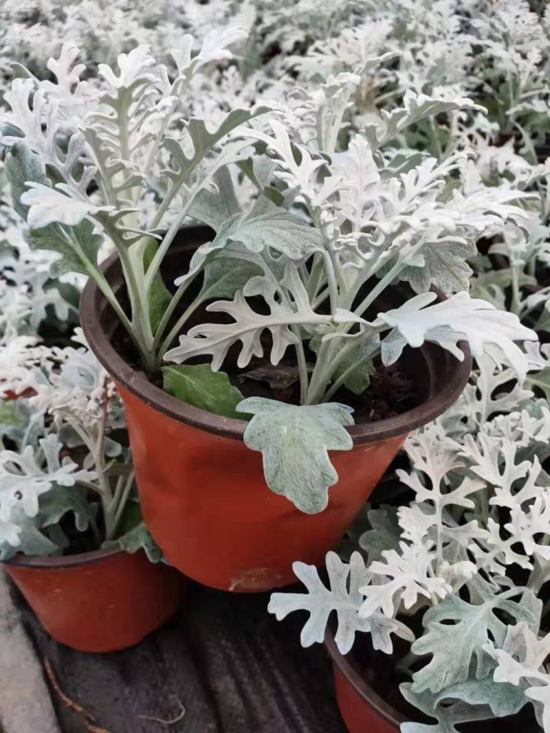 银叶菊盆栽花苗雪叶菊冬季庭院耐寒绿化植物芙蓉菊多年生