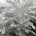 银叶菊盆栽花苗雪叶菊冬季庭院耐寒绿化植物芙蓉菊多年生