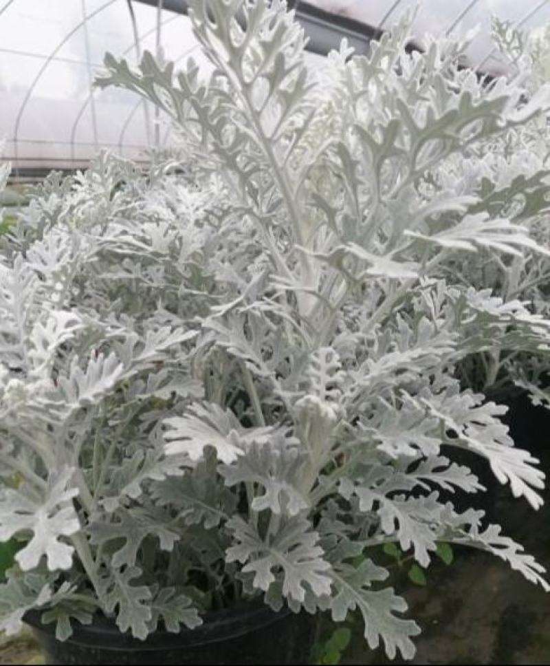 银叶菊盆栽花苗雪叶菊冬季庭院耐寒绿化植物芙蓉菊多年生