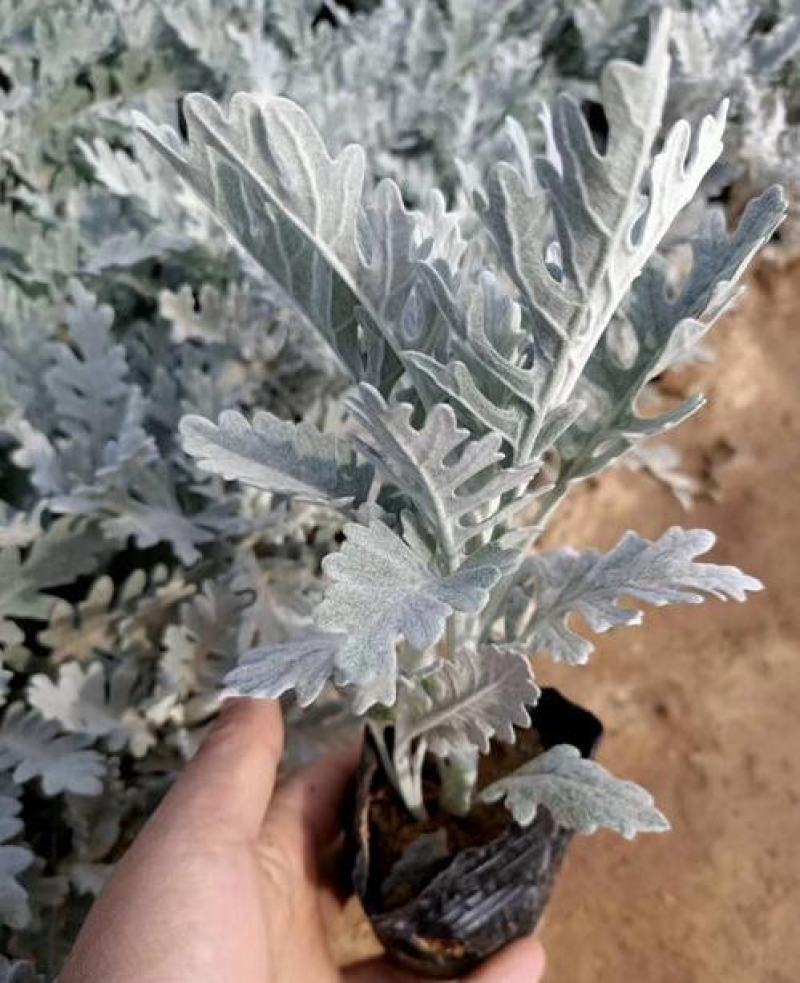 银叶菊盆栽花苗雪叶菊冬季庭院耐寒绿化植物芙蓉菊多年生