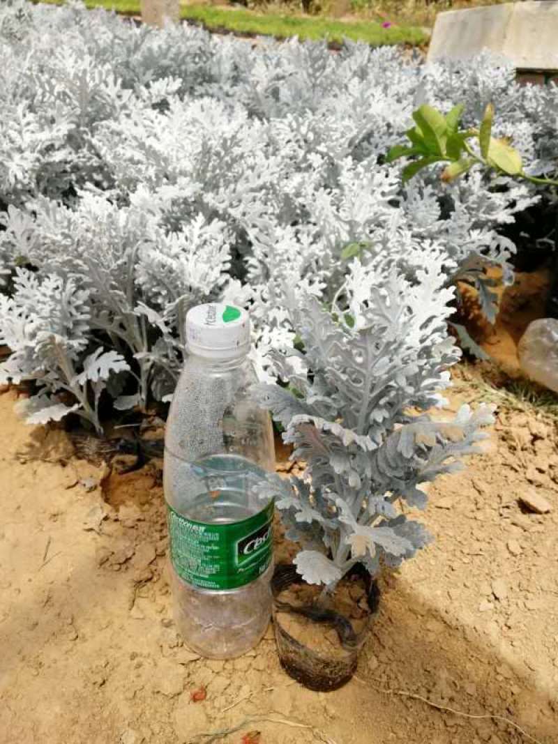 银叶菊盆栽花苗雪叶菊冬季庭院耐寒绿化植物芙蓉菊多年生