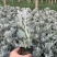 银叶菊盆栽花苗雪叶菊冬季庭院耐寒绿化植物芙蓉菊多年生