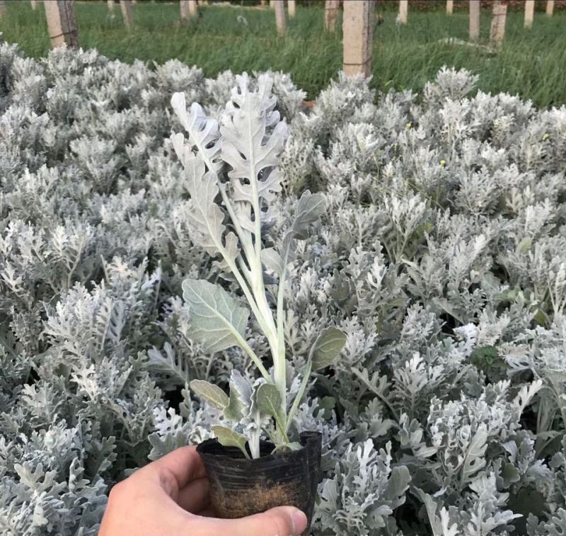 银叶菊盆栽花苗雪叶菊冬季庭院耐寒绿化植物芙蓉菊多年生
