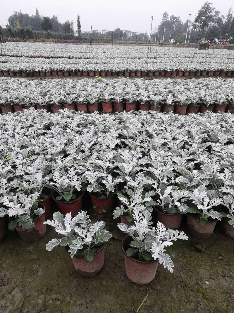 银叶菊盆栽花苗雪叶菊冬季庭院耐寒绿化植物芙蓉菊多年生