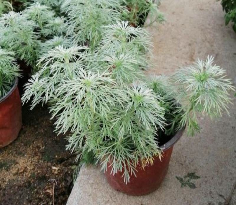 朝雾草盆栽耐热耐寒多年生宿根植物白色花园植物清香耐看易养