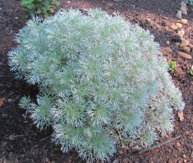 朝雾草盆栽耐热耐寒多年生宿根植物白色花园植物清香耐看易养