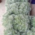 朝雾草盆栽耐热耐寒多年生宿根植物白色花园植物清香耐看易养