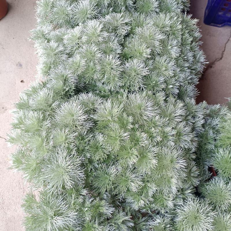 朝雾草盆栽耐热耐寒多年生宿根植物白色花园植物清香耐看易养