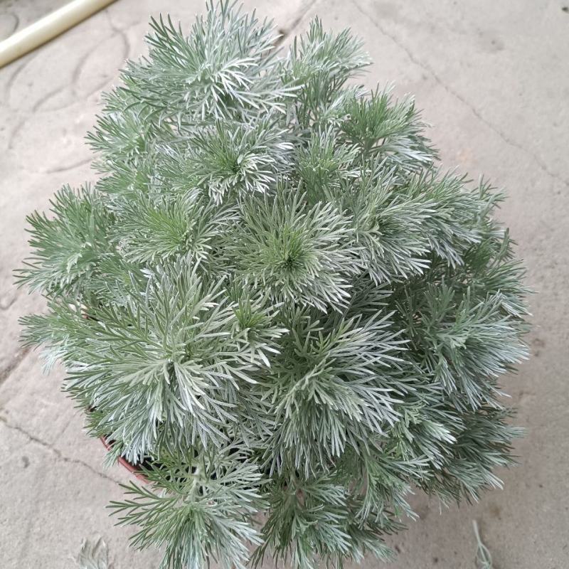 朝雾草盆栽耐热耐寒多年生宿根植物白色花园植物清香耐看易养