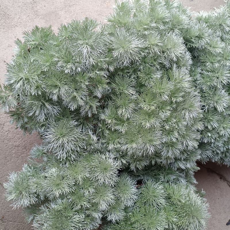 朝雾草盆栽耐热耐寒多年生宿根植物白色花园植物清香耐看易养