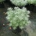 朝雾草盆栽耐热耐寒多年生宿根植物白色花园植物清香耐看易养