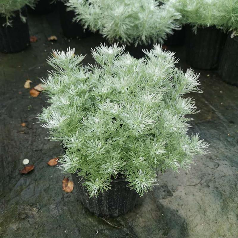 朝雾草盆栽耐热耐寒多年生宿根植物白色花园植物清香耐看易养