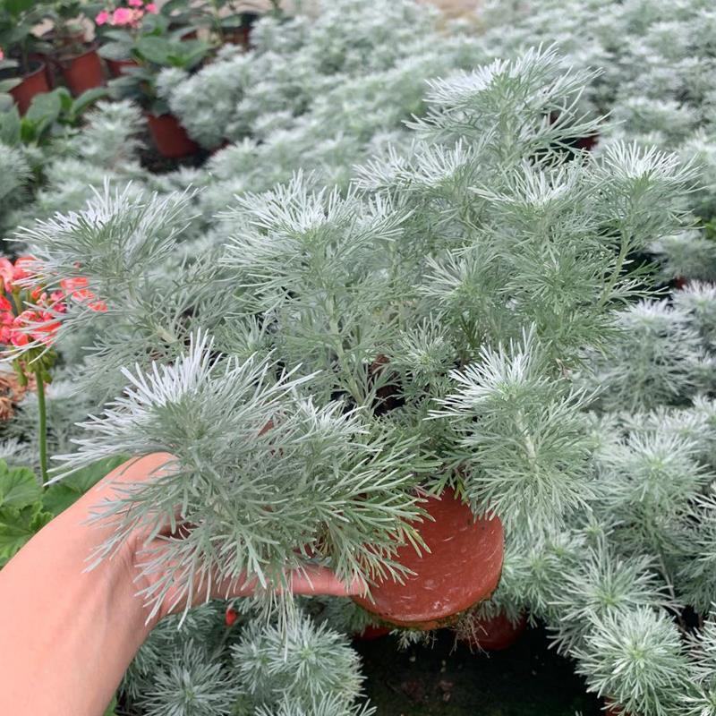 朝雾草盆栽耐热耐寒多年生宿根植物白色花园植物清香耐看易养