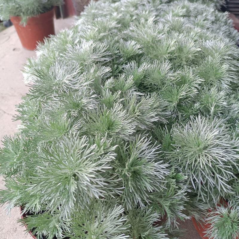 朝雾草盆栽耐热耐寒多年生宿根植物白色花园植物清香耐看易养