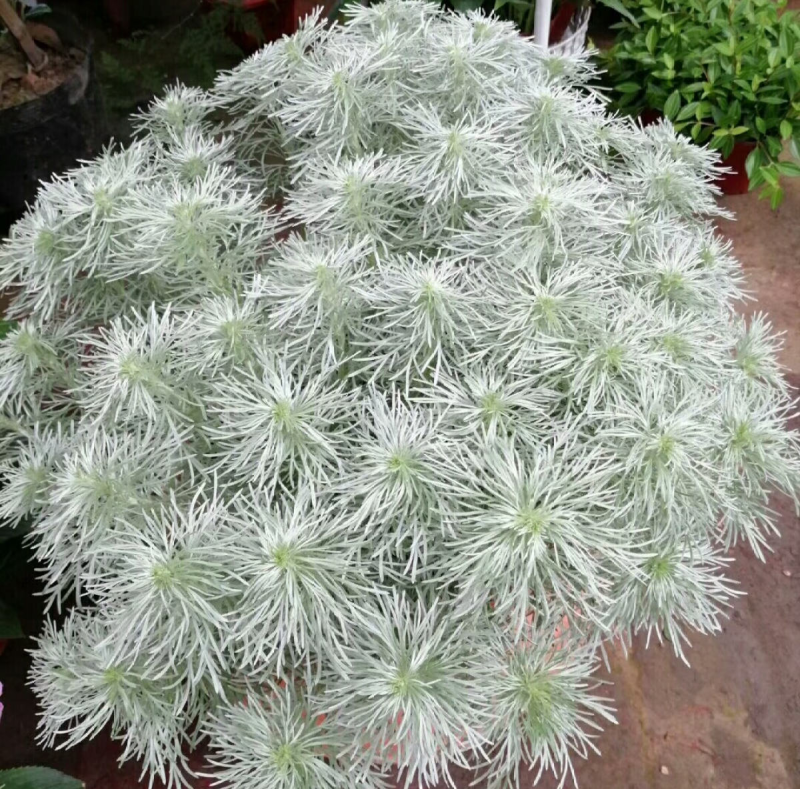 朝雾草盆栽耐热耐寒多年生宿根植物白色花园植物清香耐看易养