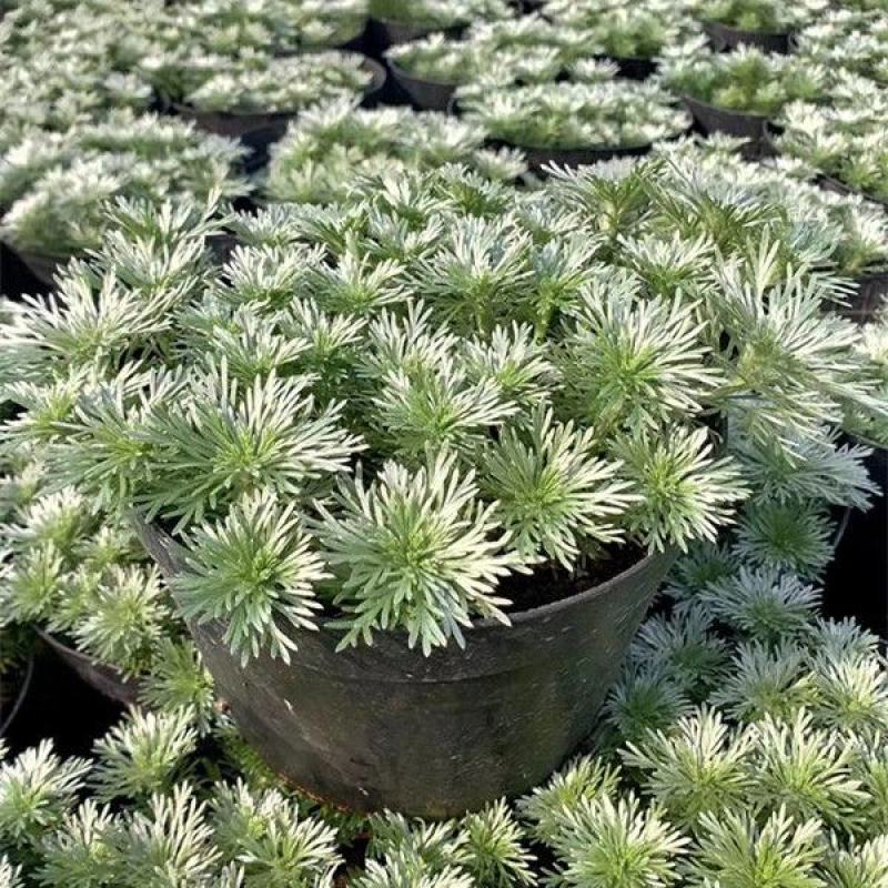 朝雾草盆栽耐热耐寒多年生宿根植物白色花园植物清香耐看易养