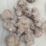 大量收购鲜白术500吨欢迎种植户前来洽谈