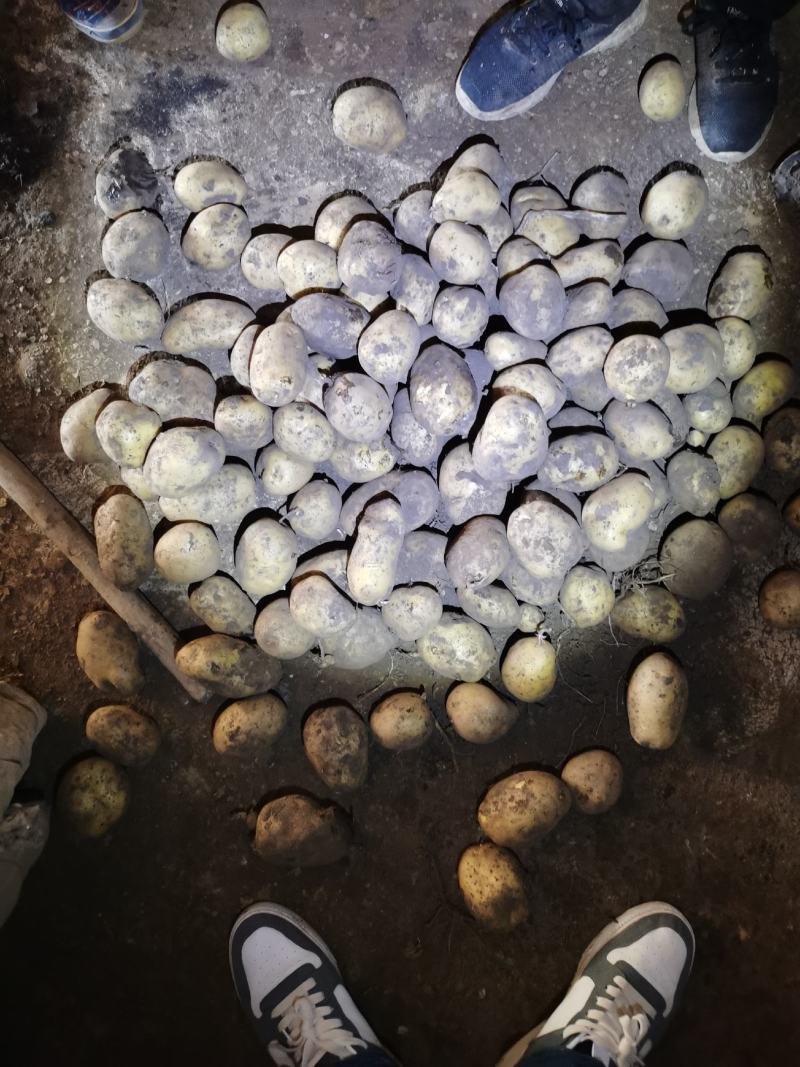 黄皮黄心，个头大，薯型好，颜色好，希森六号土豆