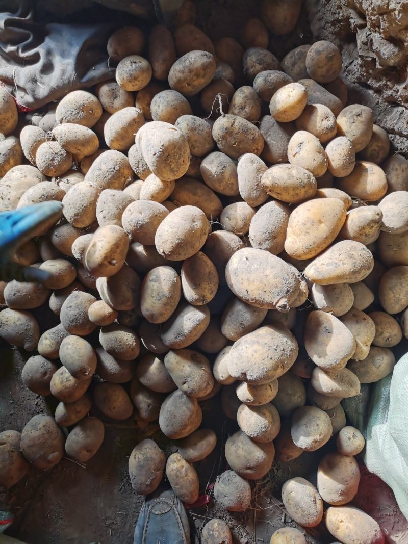 黄皮黄心，个头大，薯型好，颜色好，希森六号土豆