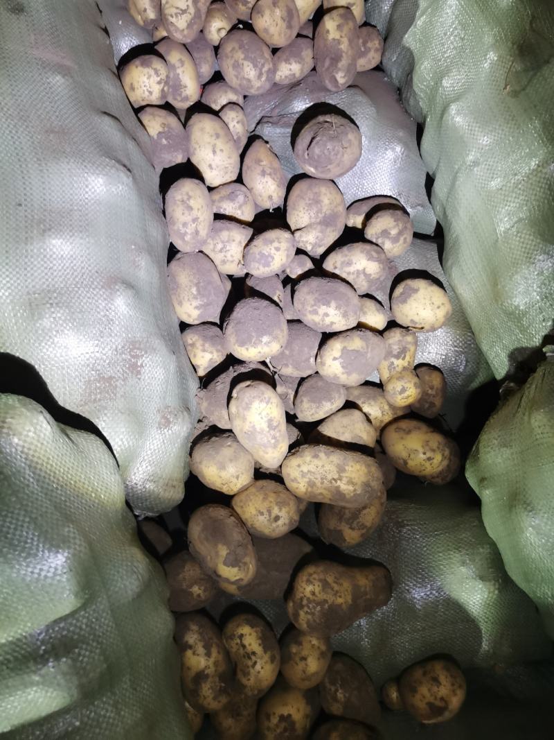 黄皮黄心，个头大，薯型好，颜色好，希森六号土豆
