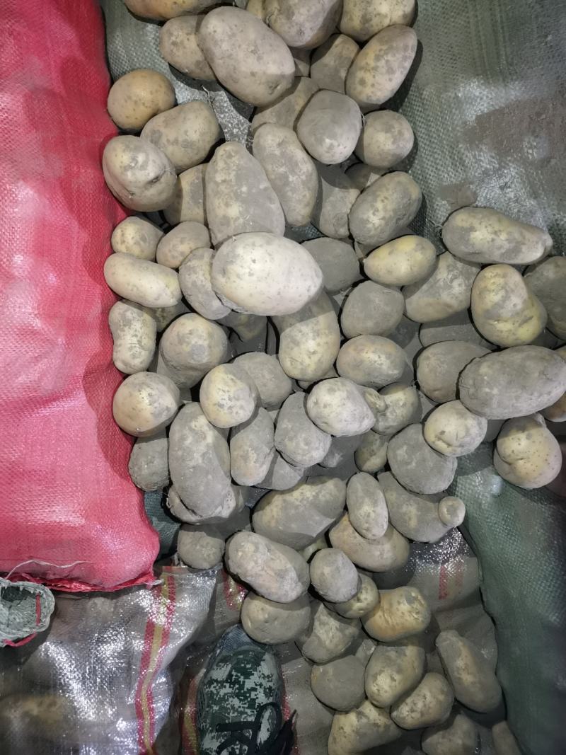 黄皮黄心，个头大，薯型好，颜色好，希森六号土豆