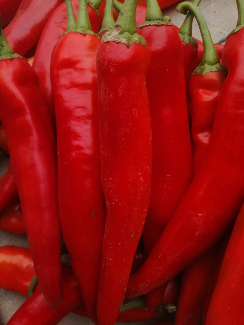 阜南县蔬菜大棚大量上市欢迎各位定购