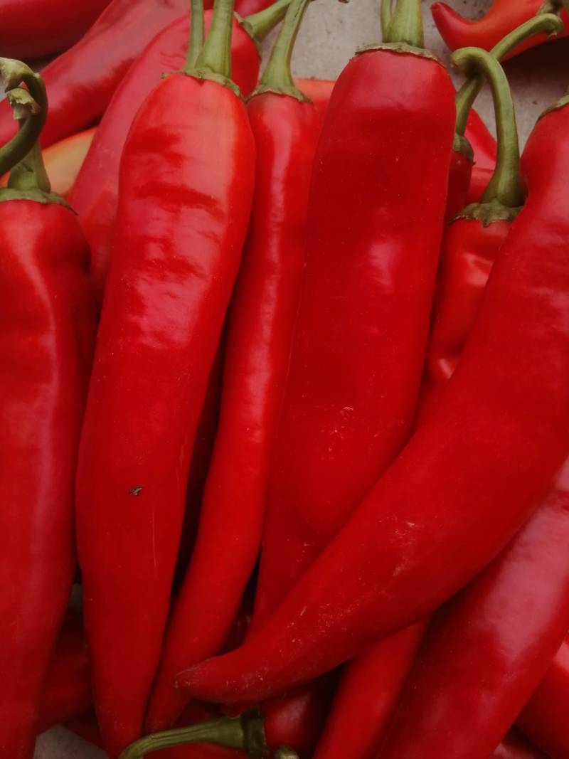 阜南县蔬菜大棚大量上市欢迎各位定购
