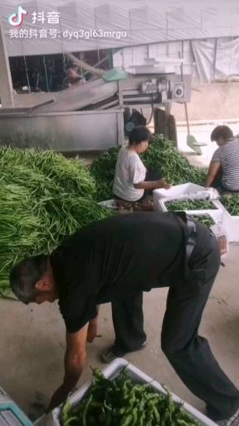 阜南县蔬菜大棚大量上市欢迎各位定购