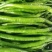阜南县蔬菜大棚大量上市欢迎各位定购