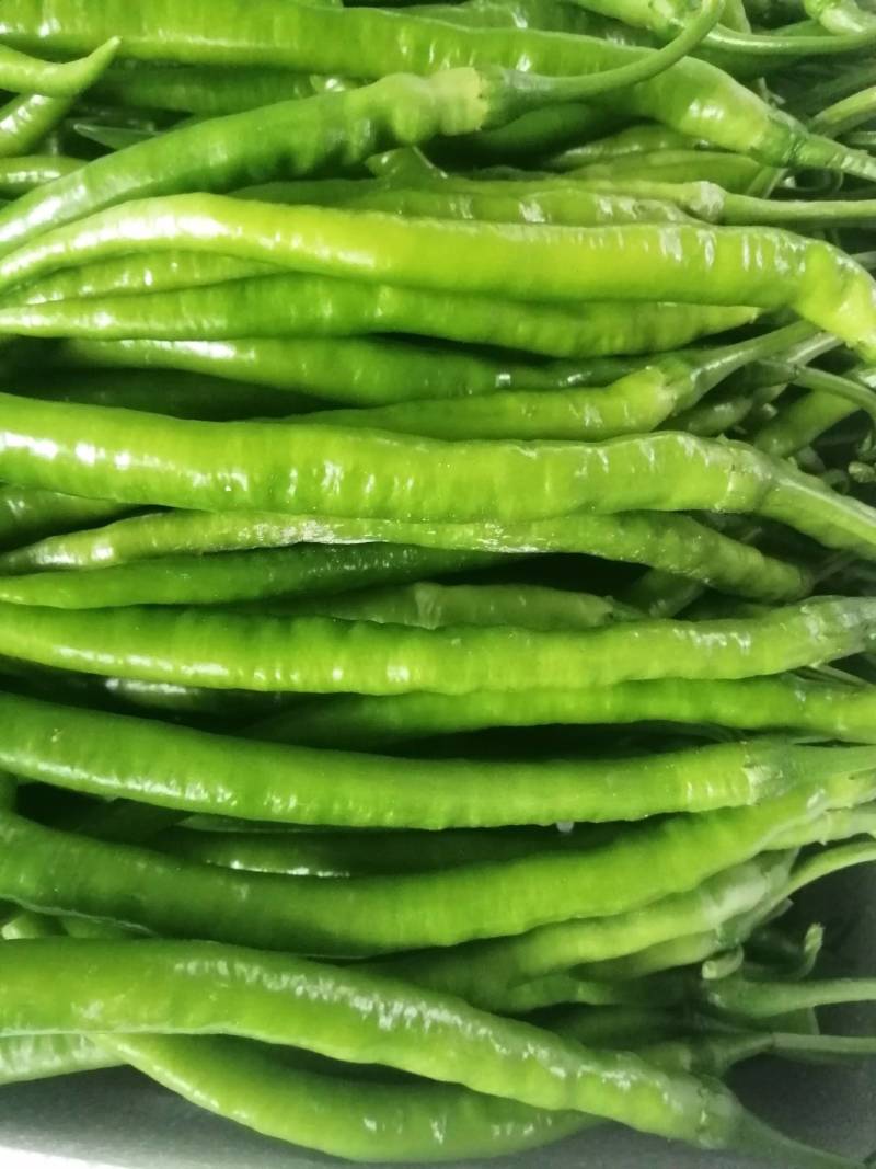 阜南县蔬菜大棚大量上市欢迎各位定购