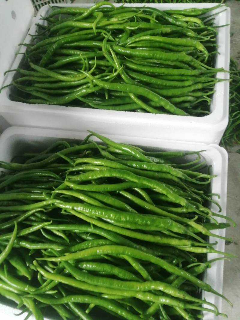阜南县蔬菜大棚大量上市欢迎各位定购