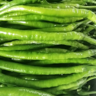 阜南县大棚蔬菜大量上市