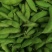 阜南县大棚蔬菜大量上市